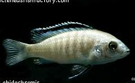 Labidochromis - White Lab