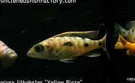 Otopharynx lithobates - Yellow Blaze