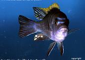 Cynotilapia afra - Red Top Dwarf