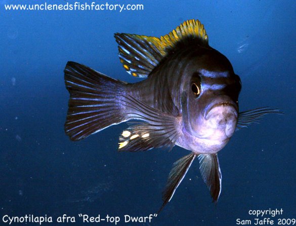 Cynotilapia afra - Red Top Dwarf Cynotilapia afra - Red Top Dwarf