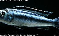 Melanochromis electric blue johanni