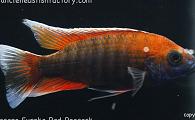 Aulonocara - Eureka Red Peacock