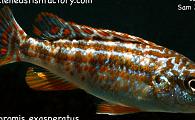 Melanochromis exasperatus