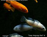 OB Cobalt Callainos and Msobo Deep