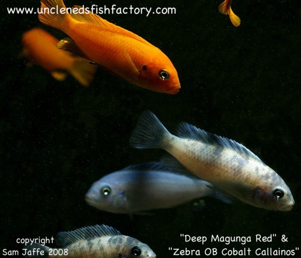 OB Cobalt Callainos and Msobo Deep