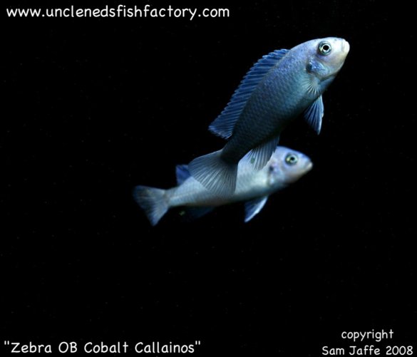 OB Cobalt Callainos Zebra OB Cobalt Callainos Zebra