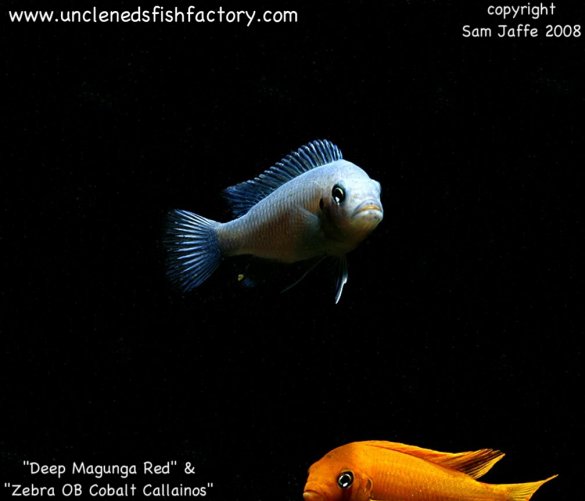 OB Cobalt Callainos and Msobo Deep OB Cobalt Callainos and Msobo Deep
