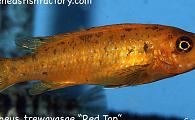 Labeotropheus trewavasae - Red Top