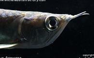 Uncle Ned's Bony-tongued Fishes
