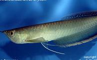 Osteoglossum ferreirai - Blue Arowana