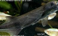 Marcusenius sp. Elephant Nose