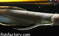 Osteoglossum ferreirai - Blue Arowana