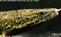 Uncle Ned's Polypterus