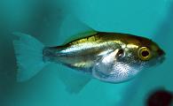 Chonerhinus modestus - Golden Puffer