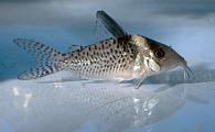Corydoras delphax