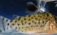 Corydoras lamberti