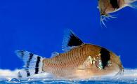 Corydoras oiapequensis