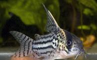 Corydoras schwartzi
