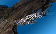 Synodontis shoutendeni