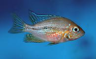 Thorichthys maculiceps