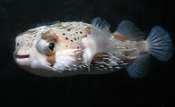 Porcupine Puffer