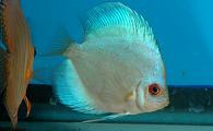 blue diamond discus