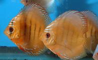 Alenquer Discus