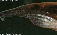 Mastacembelus sp. Edea Camaroon