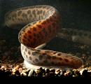 Mastacembelus sp. Edea Camaroon