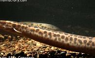 Mastacembelus sp. Edea Camaroon