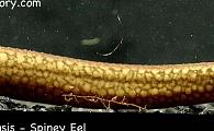 Mastacembelus liberiensis - Spiney Eel