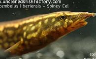 Spiney Eels