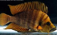 Uncle Ned's Tanganyikan Cichlids
