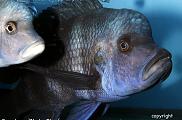 Uncle Ned's Tanganyikan Cichlids