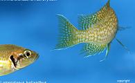Uncle Ned's Tanganyikan Cichlids