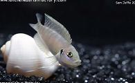 Uncle Ned's Tanganyikan Cichlids