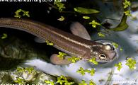 Anableps anableps 4-eyed fish