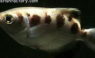 Archerfish species