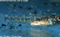 Tiny Freshwater Goby