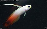 Uncle Ned's Assorted Saltwater Fish