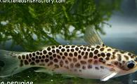 Uncle Ned's Catfish