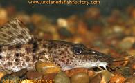 Uncle Ned's Catfish