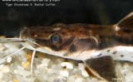 Uncle Ned's Catfish