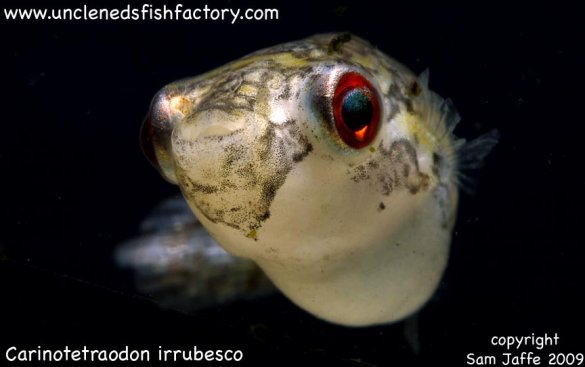 Carinotetraodon irrubesco - Red eye Red tail Carinotetraodon irrubesco - Red eye Red tail