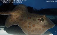 Potamotrygon motoro- Freshwater Stingray