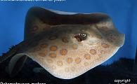Uncle Ned's Fresh Water Stingrays