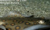 Potamotrygon motoro - Orange Spotted Motoro Stingray