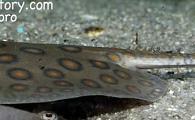 Potamotrygon motoro - Orange Spotted Motoro Stingray