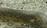 Potamotrygon motoro - Orange Spotted Motoro Stingray