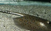 Potamotrygon motoro - Orange Spotted Motoro Stingray